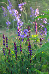 Background or Texture of Salvia nemorosa 'Caradonna' Balkan Clary on a summer day during the rain