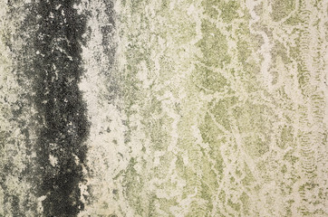background with moss on wall