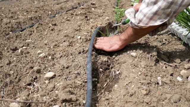 Man is planting Italian red Tropea onions plants in the garden. Gardener's hand planting sprouts in the soil. Seeding, Seedling, Plantation. Cipolla Rossa di Tropea excellence of made in italy