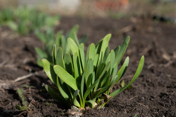 first young greens grass, onions slizun
