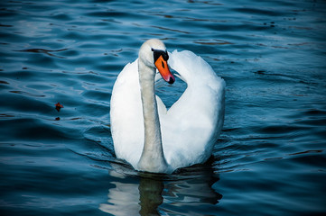 Schwan