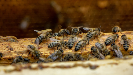 the working bees on honey cells in a hive