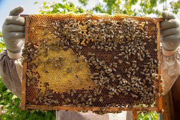 the working bees on honey cells in a hive
