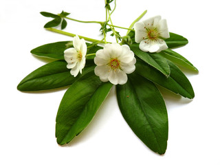 Obraz premium White Cinquefoil (Potentilla alba) flowers. Flowers of Potentilla alba on green leaves background growing in the garden.