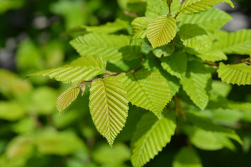 Common hornbeam