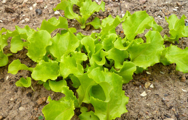 Fresh yang leaves of green lettuce salad growing in soil in garden. Young salad lettuce growing outdoors in vegetable garden, closeup.