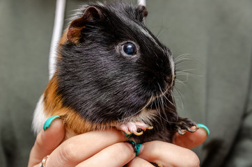 Tricolor guinea pig in the hands of a teenager. Pet teen girl guinea pig