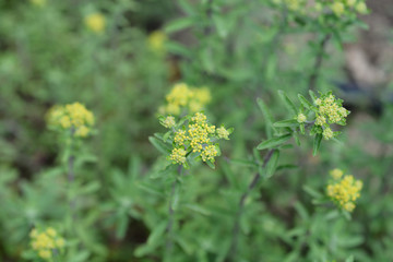 Italian alyssum