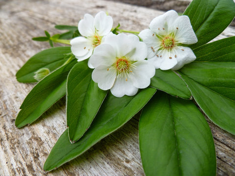 White Cinquefoil (Potentilla alba) flowers. Flowers of Potentilla alba on green leaves on old wooden deskbackground