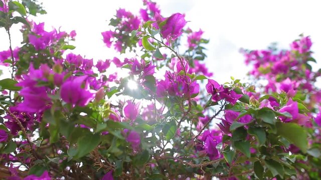Beautiful pink flowers blooming outdoors in sunset soft backlight. Real time full hd video footage.