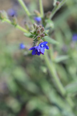 Common bugloss