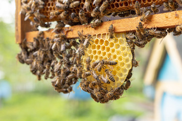 the working bees on honey cells in a hive