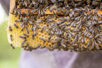 the working bees on honey cells in a hive