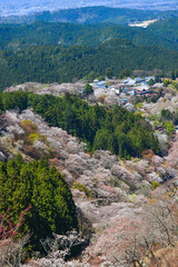 Yoshino Mountain covered by cherry trees