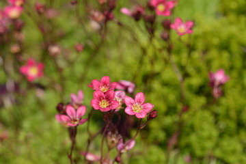 Saxifrage Peter Pan