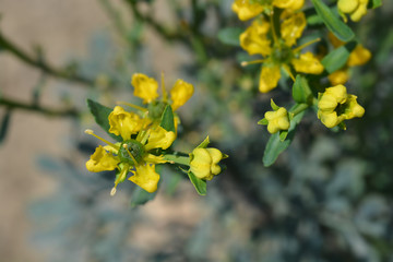 Common rue