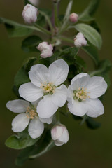 Blooming Apple branch on a blurred background of dark greenish shades. Open flowers and buds. Natural light.