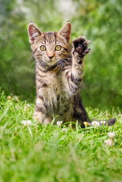 Cute cat kitten sitting in a green grass meadow holding up the left paw, a real beckoning cat pose 