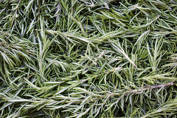 Rosemary,  natural and healthy