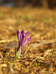 Purple spring flower with green leaves and stem and sun reflections in the meadow. Blooming crocus in a home garden.