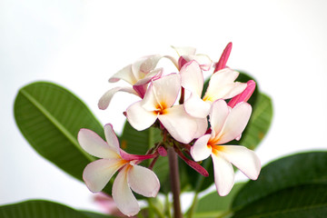 Fototapeta na wymiar piumeria white and pink on white background