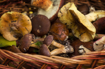 Fresh forest mushrooms in a basket
