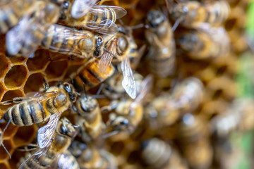 Many working bees on the surface of cells with honey and larvae. Backgound,