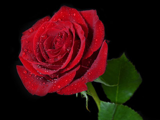 red rose on black background