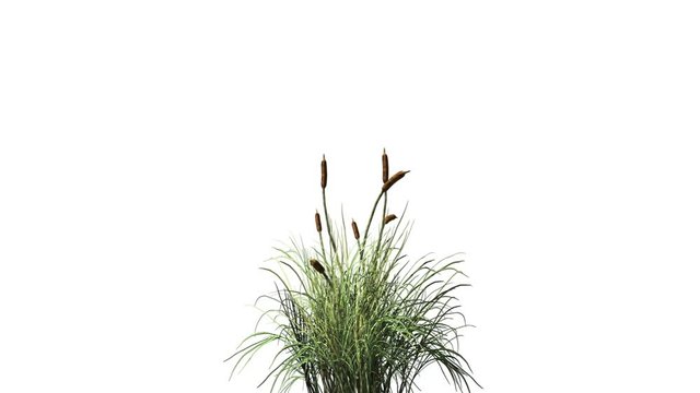 Catail grass in wind seamless loop against white