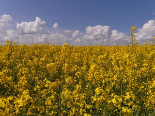 Rapeseed or rape (Brássica nápus) - herbaceous plant of the family Cruciferae (Brassicaceae). Important food, technical and fodder plant. It is also used to produce biofuels.