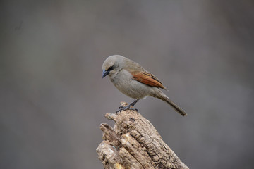 Bay winged Cowbird, perched on a trunk