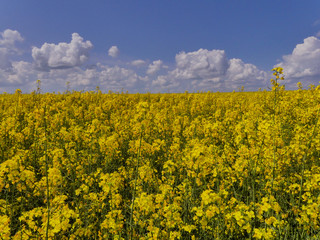 Obraz premium Rapeseed or rape (Brássica nápus) - herbaceous plant of the family Cruciferae (Brassicaceae). Important food, technical and fodder plant. It is also used to produce biofuels.