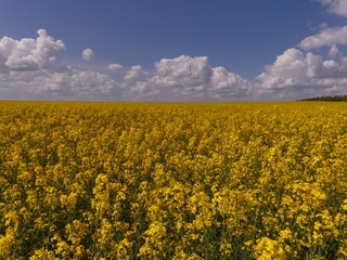 Obraz premium Rapeseed or rape (Brássica nápus) - herbaceous plant of the family Cruciferae (Brassicaceae). Important food, technical and fodder plant. It is also used to produce biofuels.