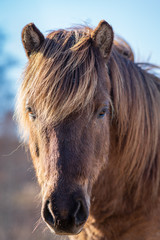 Brown Icelandic horse with brown mane in sunlight