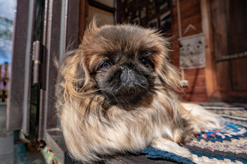Pekingese lies on the threshold of the house