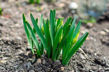 Young Green Grass. Sun day. Awakening of nature