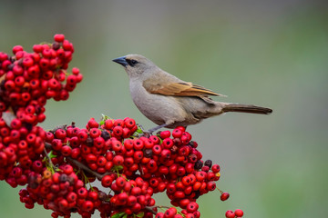 Bird eating red fruits,Patagonia Argentina