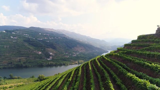 Aerial view river bend between mountains in sunny day. Drone flying above rows of vineyards on slope in vine region of Douro valley.