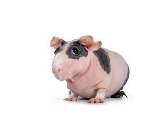 Cute pink with black spotted skinny pig, sitting / standing side ways. Head up. Looking at lens with big eyes and floppy ears. Isolated on white background. White hair on nose and front legs.