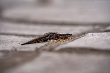 lizard on a stone in the forest
