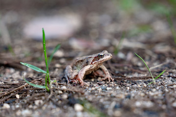 frog in the grass in the forest