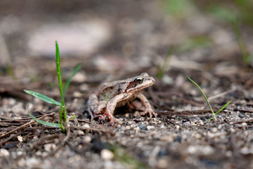 frog in the grass in the forest