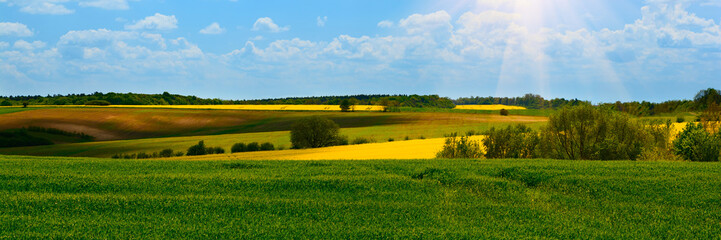 Banner 3:1. Green wheat and Yellow rapeseed fields in bloom. Spring background. Copy space. Soft...