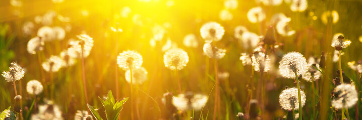 Banner 3:1. Close up dandelion flowers with sunlight rays. Spring background. Copy space. Soft focus