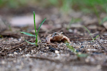 frog in the grass in the forest