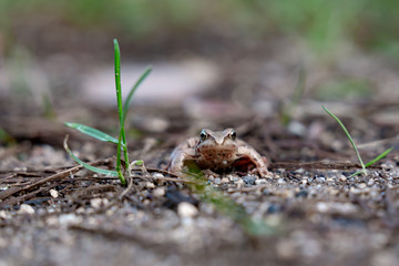 frog in the grass in the forest
