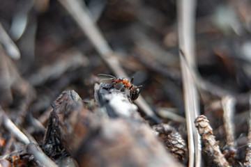 ants in a anthill in the forest