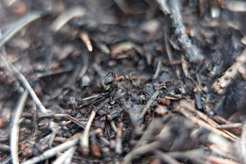 ants in a anthill in the forest