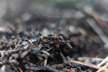 ants in a anthill in the forest