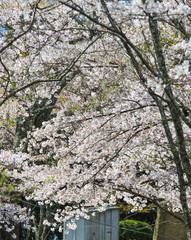 Cherry blossom in Yoshino Park, Japan